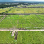 2025年9月秋田市仁井田西部地区ほ場パノラマ合成
