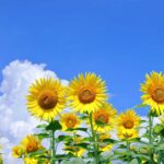 夏のイメージ